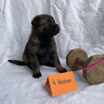4 Wochen alt