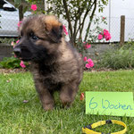 6 Wochen alt