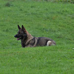 3 3/4 Jahre alt, BH2