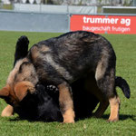 3,5 Monate alt mit Bruder Kiro
