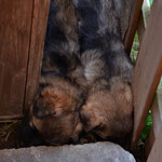 super Schlaflage, eingequetscht zwischen Wand und Hundehütte.