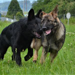 5 Monate alt mit Bruder Kiro