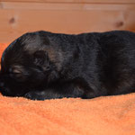 10 Tage alt