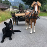 Blue fast täglich unterwegs am Wagen mit den Hunden, August 2021