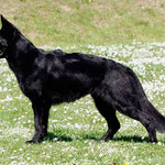 Kiro, 2 1/4 Jahre alt, holte an der Ausstellung in Fribourg in der Gebrauchshundeklasse als zweitbester Leistungshund ein SG. Foto von Pia Koster