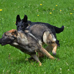 5 Monate alt mit Bruder Kiro