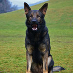 2 3/4 Jahre alt, Training Trimstein