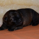 4 Tage