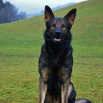 2 3/4 Jahre alt, Training Trimstein