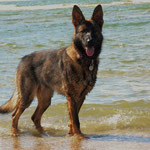 Schwedenferien, Insel Romo, 8 Monate alt