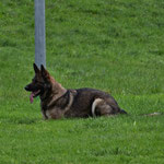 3 3/4 Jahre alt, BH2