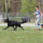 Kiro, 2 1/4 Jahre alt, holte an der Ausstellung in Fribourg in der Gebrauchshundeklasse als zweitbester Leistungshund ein SG. Foto von Pia Koster