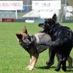 3,5 Monate alt mit Bruder Kiro
