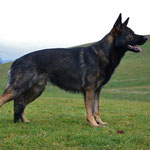 2 3/4 Jahre alt, Training Trimstein
