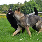 5 Monate alt mit Bruder Kiro