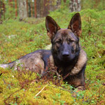 Schwedenferien,  8 Monate alt