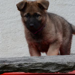 6 Wochen alt