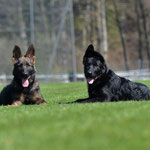 3,5 Monate alt mit Bruder Kiro
