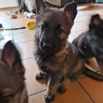 6 Wochen alt