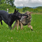 5 Monate alt mit Bruder Kiro