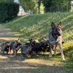 7 Wochen alt