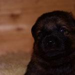 2 Wochen