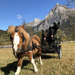 Blue fast täglich unterwegs am Wagen mit den Hunden, Oktober 2021