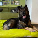 4.5 Jahre alt