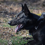 26 Monate alt, Einsatztest als Polizeischutzhund