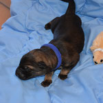 1 Tag alt
