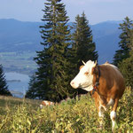 Kaseralm