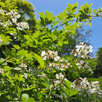 ノイバラ（バラ科） 香りのよい白い花をつけます。秋には赤い実ができます。（2023年5月5日　撮影：徳永美澄）
