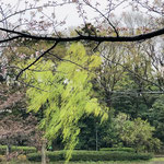 池端に植栽されたシダレヤナギ。鮮やかな緑色の新葉が芽吹き、風に揺れています。ソメイヨシノも咲き始めています。（2021年3月21日　撮影：篠原富士子）