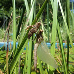 シオカラトンボ（トンボ科）  水草を育てている水槽の中で羽化していました。（2023年6月4日　撮影：田中直義）