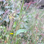コブナグサ（イネ科）  気づけば今年も管理地の草むらに次々と姿を現してくれています。葉の基部は茎を抱き込んでいます（矢印部分）。八丈島の黄八丈といいう草木染（黄色・樺色・黒色）の絹織物の黄色の染料はこの草を煎じたものが使われます。漢字では小鮒草と書き、葉の形がフナに似ていることから。カリヤス（刈安）とも呼ばれます。（2023年10月20日　撮影：徳永美澄　解説：禿雅子）