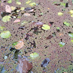 アカウキクサ（Azolla imbricata (Roxb.) Nakai      関東以西の水田や池沼に生育する小型浮遊植物。夏場は緑色だが、冬場は赤色をおびる。  葉は小さなうろこ状あるいはヒノキの葉面に似た様子を示す。葉の空洞部には藍藻類のアナベナが共生し窒素固定を行っている。根には長い根毛が密生している。同属のオオアカウキクサにはこの根毛が生えてもすぐに脱落するので根毛がないとされる。この日本産同属の2種はこの点で容易に区別される。絶滅危惧種に指定されている。  写真:水槽全体(アサザとアカウキ