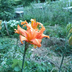ヤブカンゾウ（ユリ科）  　管理地のヤブカンゾウは今年、少し増えたようで、橙赤色の八重咲きの花がひときわ人目を惹いています。有史前以来の中国からの帰化植物。人里近くに咲き続けてきた有用植物です。（2022年6月30日　撮影：禿雅子）