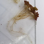 アカウキクサ（Azolla imbricata (Roxb.) Nakai      関東以西の水田や池沼に生育する小型浮遊植物。夏場は緑色だが、冬場は赤色をおびる。  葉は小さなうろこ状あるいはヒノキの葉面に似た様子を示す。葉の空洞部には藍藻類のアナベナが共生し窒素固定を行っている。根には長い根毛が密生している。同属のオオアカウキクサにはこの根毛が生えてもすぐに脱落するので根毛がないとされる。この日本産同属の2種はこの点で容易に区別される。絶滅危惧種に指定されている。  写真:水槽全体(アサザとアカウキ