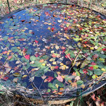 ジュンサイを育成している水槽に、トウカエデの葉が落葉し、水面が華やかです。（2023年11月29日　撮影：徳永美澄）