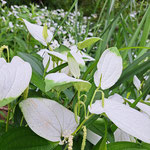 ハンゲショウ（ドクダミ科）  花のすぐそばの葉が茎に近いほうから白くなっていきます。 花は穂状で地味ですが、花の周りを白く目立たせて、昆虫にアピールしているのでしょう。 日本で見られるドクダミ科の植物は、ドクダミとハンゲショウのみです。 （2023年6月20日 　撮影：徳永美澄）
