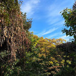 深まる秋の風景  夏の間に木々に絡まり繁茂したカラスウリが赤くなりました。秋晴れの青空に黄葉とともに映えています。（2022年11月17日　撮影：徳永美澄）