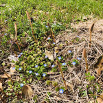 ツクシとオオイヌノフグリ  　管理地の日当たりのよい草むらに春を彩っています。（2024年3月17日　撮影：篠原富士子 ）