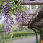 フジ（マメ科）  じゅん菜池の藤棚です。紫のフジの隣には、白いフジも咲きます。（2023年4月18日　撮影：徳永美澄）