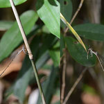 ホソミイトトンボ(イトトンボ科) 　国内において成虫で越冬するトンボ３種の一つです。今月中旬から日当たりの良い斜面林の縁で見られるようになりました。 左がオス、右がメスです。(撮影：2023年10月23&27日　田中直義)