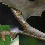 クワコ幼虫（カイコガ科）  　絹を作るカイコガの野生種で、クワ葉の間で見つけました。4cmを少し超える大きさに成長していたことと、数日前とは体の色調が変わったことから、終齢または亜終齢幼虫と思われます。左下は成虫（2021年7月撮影）。（2022年9月11日　撮影：田中直義）