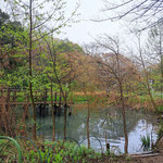 木の芽起こしの雨に、池の景色も鮮やかになってきました。 （2023年3月26日　撮影：徳永美澄）