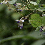 ヤブマメ（マメ科）  藪に絡まるように伸びた弦に、白に紫で化粧したような優美で小さい花がたくさん咲きだしました。地中にも閉鎖花をつけるという珍しい生態の蔓性植物です。（2023年10月8日　撮影：小川京子　解説：禿雅子）