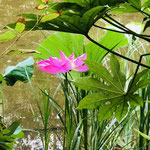 古代ハスが次々に花を咲かせています。2009年に池で突然消滅したものがここ数年復活してきました。  このハスはいわゆる大賀ハスとは別系統で、伊豆の下田から植物交換でいただいたものの子孫です。（2021年8月29日　撮影：篠原富士子）