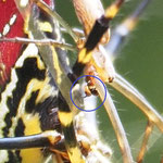 ジョロウグモの交接　(3)オスの触肢の先の針（青丸）がみえる。  これを生殖口にさしこむ。（2022年10月16日　撮影：坂本紹一　解説：加藤輝代子）
