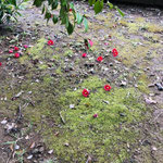 池縁の苔むした地面には赤い落ちツバキ。（2021年3月21日　撮影：篠原富士子）